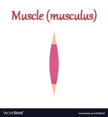 Human organ icon in flat style muscle vector image