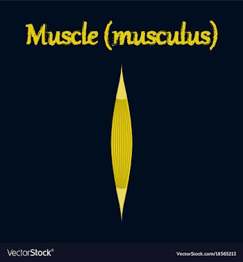 Human organ icon in flat style muscle vector image