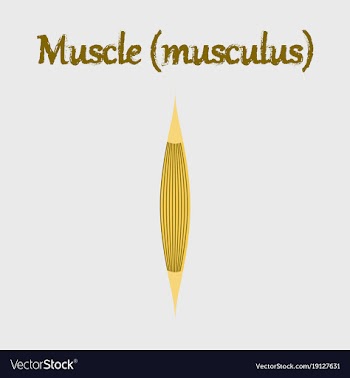 Human organ icon in flat style muscle vector image