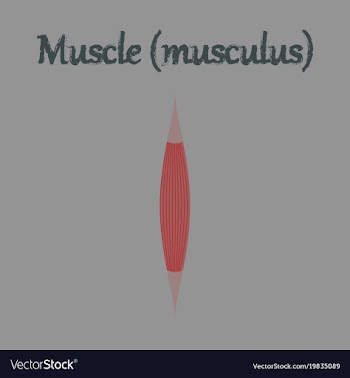 Human organ icon in flat style muscle vector image