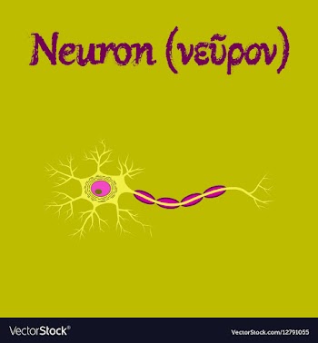 Human organ icon in flat style neuron vector image