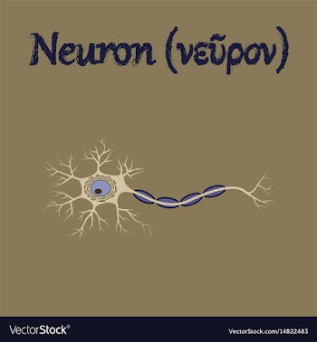 Human organ icon in flat style neuron vector image
