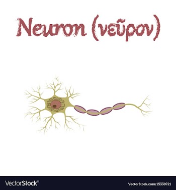 Human organ icon in flat style neuron vector image