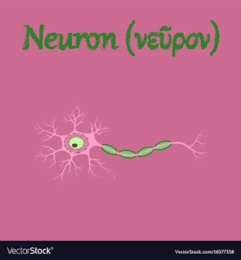 Human organ icon in flat style neuron vector image