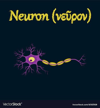 Human organ icon in flat style neuron vector image