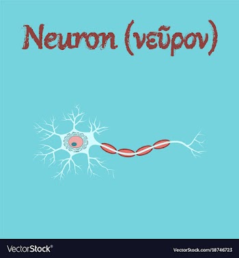 Human organ icon in flat style neuron vector image