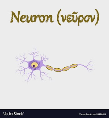 Human organ icon in flat style neuron vector image