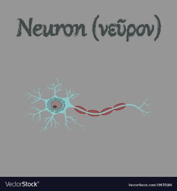 Human organ icon in flat style neuron vector image