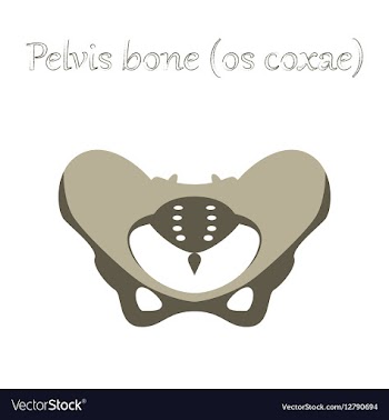 Human organ icon in flat style pelvic bones vector image