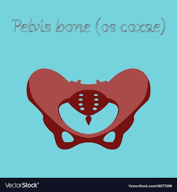 Human organ icon in flat style pelvic bones vector image