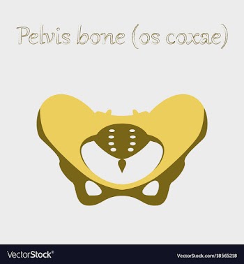 Human organ icon in flat style pelvic bones vector image