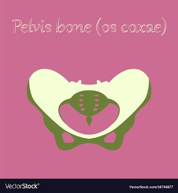 Human organ icon in flat style pelvic bones vector image