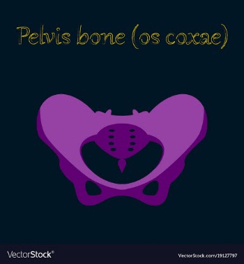 Human organ icon in flat style pelvic bones vector image
