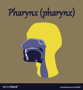 Human organ icon in flat style pharynx vector image