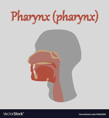 Human organ icon in flat style pharynx vector image