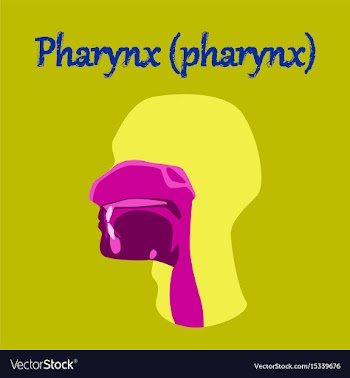 Human organ icon in flat style pharynx vector image