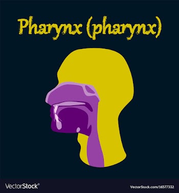 Human organ icon in flat style pharynx vector image