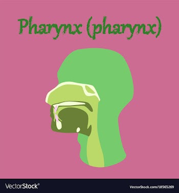 Human organ icon in flat style pharynx vector image