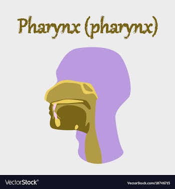 Human organ icon in flat style pharynx vector image