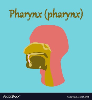Human organ icon in flat style pharynx vector image