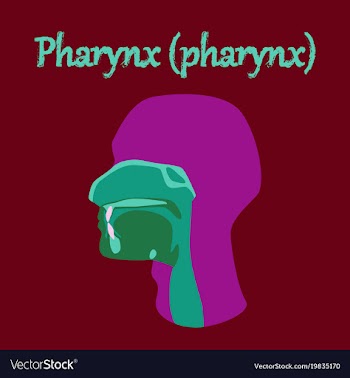 Human organ icon in flat style pharynx vector image