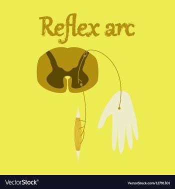 Human organ icon in flat style reflex arc vector image