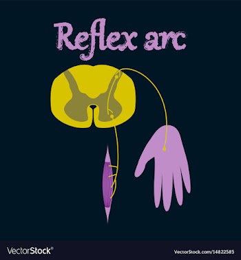Human organ icon in flat style reflex arc vector image