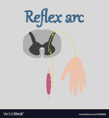 Human organ icon in flat style reflex arc vector image