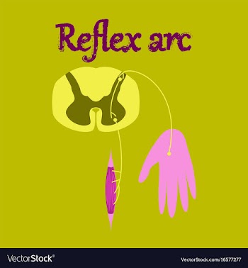 Human organ icon in flat style reflex arc vector image