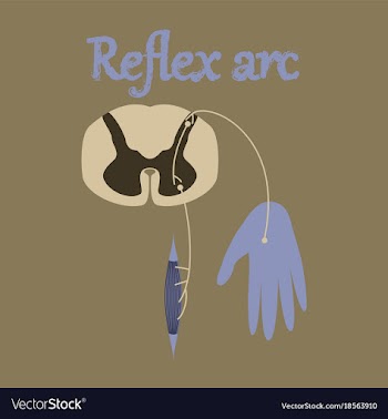 Human organ icon in flat style reflex arc vector image