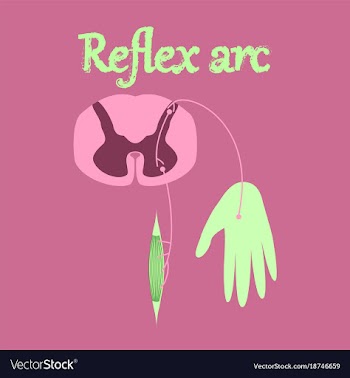 Human organ icon in flat style reflex arc vector image