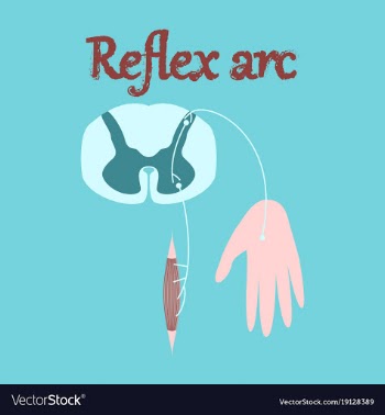 Human organ icon in flat style reflex arc vector image