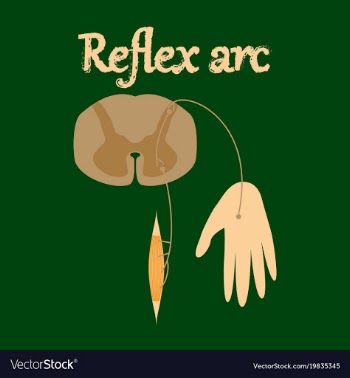 Human organ icon in flat style reflex arc vector image