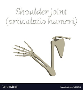 Human organ icon in flat style shoulder joint vector image