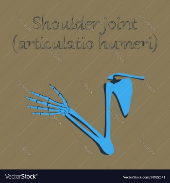 Human organ icon in flat style shoulder joint vector image