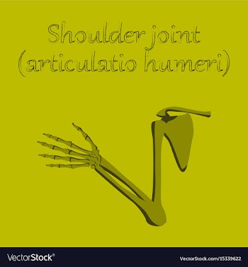 Human organ icon in flat style shoulder joint vector image