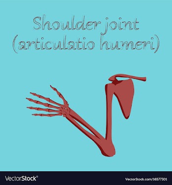 Human organ icon in flat style shoulder joint vector image