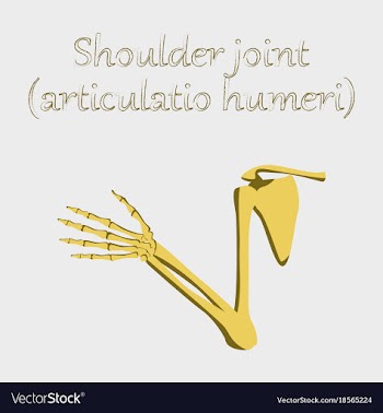 Human organ icon in flat style shoulder joint vector image