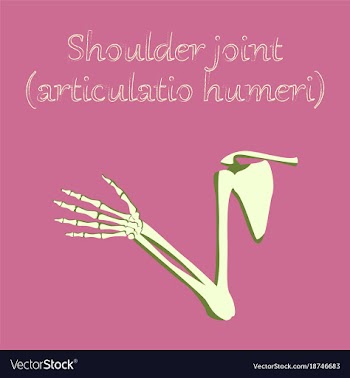 Human organ icon in flat style shoulder joint vector image