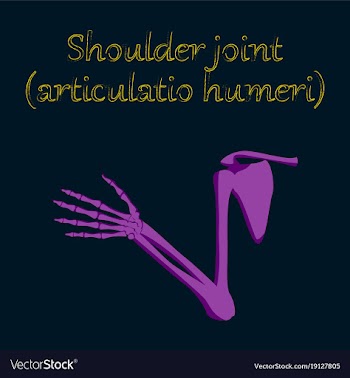 Human organ icon in flat style shoulder joint vector image