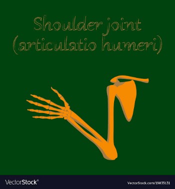 Human organ icon in flat style shoulder joint vector image