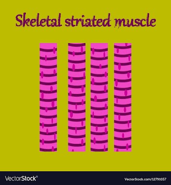 Human organ icon in flat style skeletal striated vector image