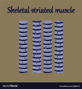 Human organ icon in flat style skeletal striated vector image