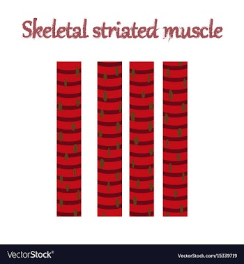 Human organ icon in flat style skeletal striated vector image