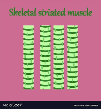 Human organ icon in flat style skeletal striated vector image