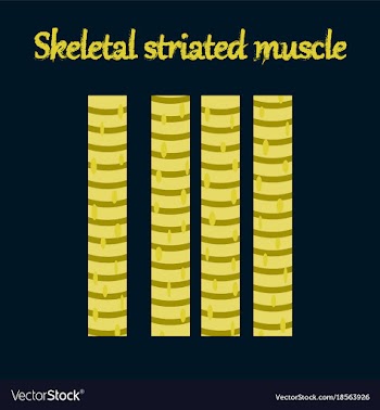Human organ icon in flat style skeletal striated vector image