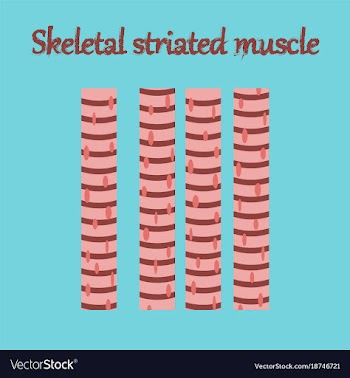 Human organ icon in flat style skeletal striated vector image