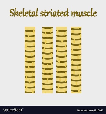 Human organ icon in flat style skeletal striated vector image