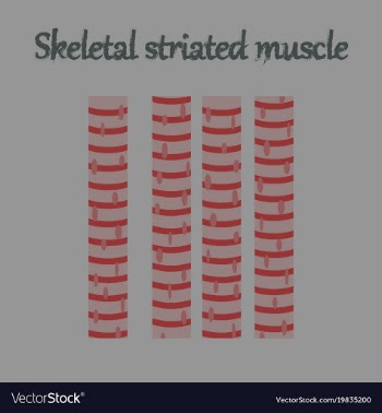 Human organ icon in flat style skeletal striated vector image