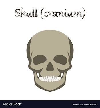 Human organ icon in flat style skull vector image
